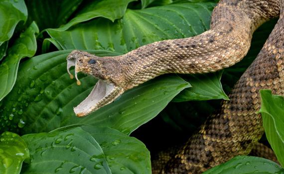 לוחם צה"ל נפצע קשה כתוצאה מהכשת נחש