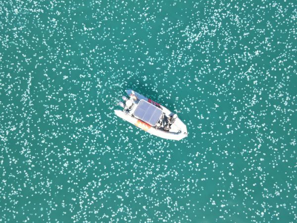 ים של מדוזות: צפו בנחיל עצום במפרץ חיפה