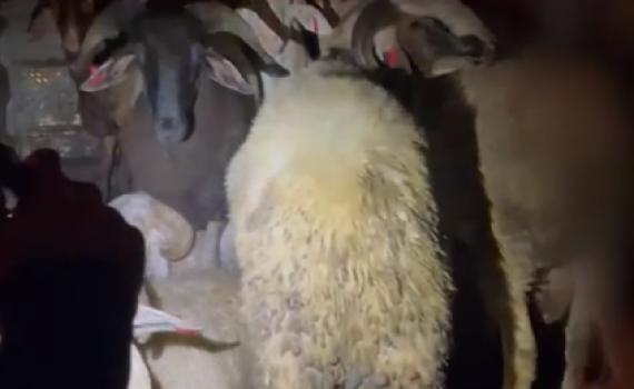 לוד: הוביל עשרה כבשים ברכבו – ונעצר | צפו בתיעוד