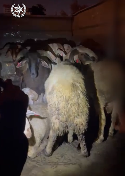 לוד: הוביל עשרה כבשים ברכבו – ונעצר | צפו בתיעוד