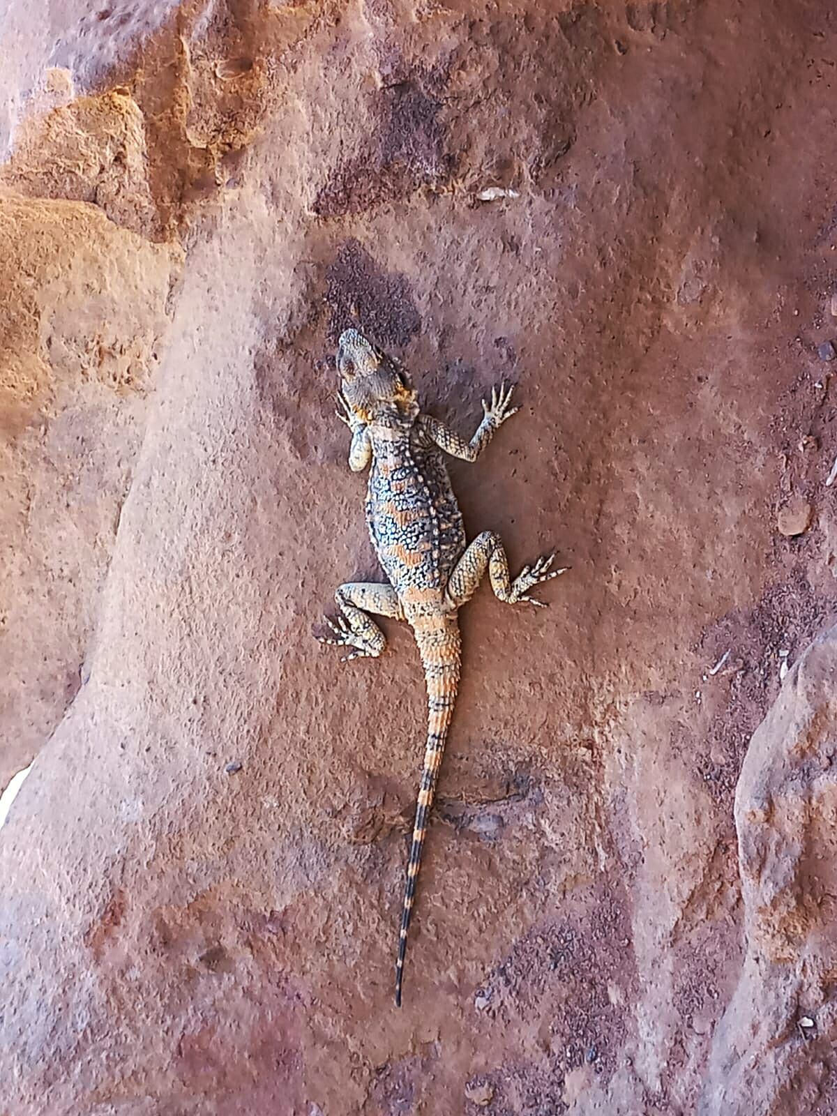 תצפית נדירה בהרי אילת: נקבת חרדון סלאחי