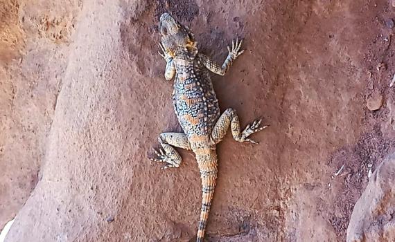 תצפית נדירה בהרי אילת: נקבת חרדון סלאחי