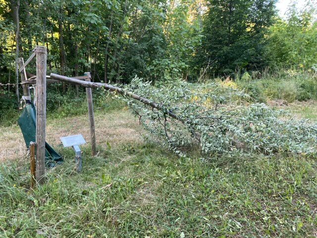 זעזוע בגרמניה: עצים נכרתו באנדרטה לזכר השואה