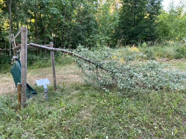 זעזוע בגרמניה: עצים נכרתו באנדרטה לזכר השואה