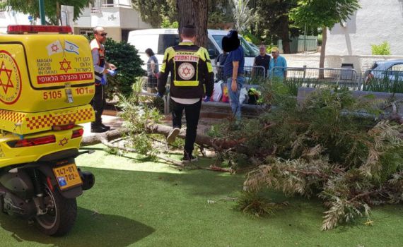 ראשל"צ: אישה נפצעה באורח בינוני מקריסת עץ
