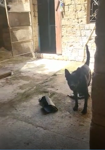 חטפו, כלאו ותקפו: צעירים מעכו התעללו בדר רחוב