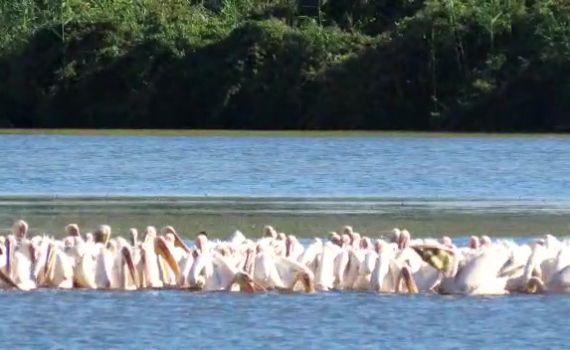 הנה הם באים: 300 שקנאים נחתו באגמון החולה. צפו