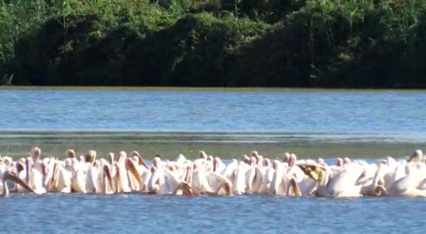 הנה הם באים: 300 שקנאים נחתו באגמון החולה. צפו