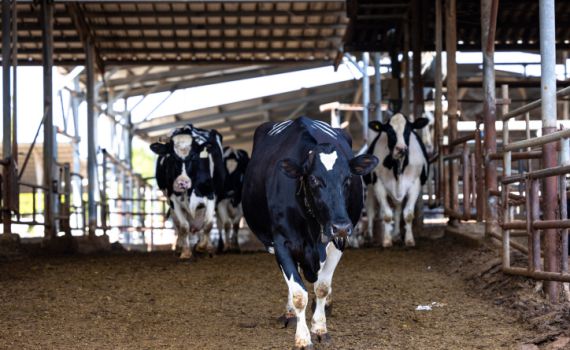 משרד הבריאות מזהיר: נמצאה פרה נגועה בכלבת