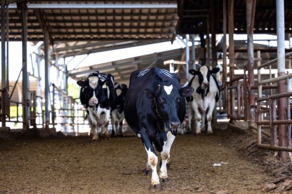 משרד הבריאות מזהיר: נמצאה פרה נגועה בכלבת