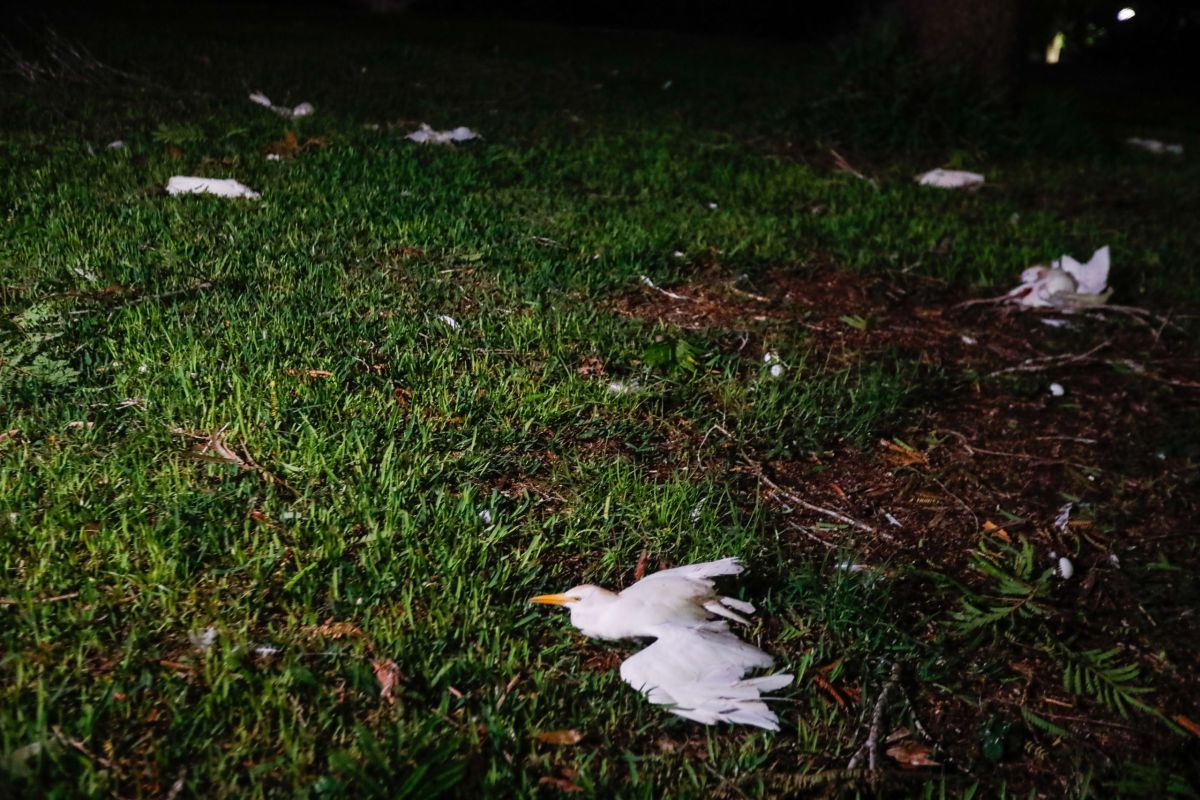 הפגיעה ליד המפעל בשער הנגב: אנפות רבות נהרגו