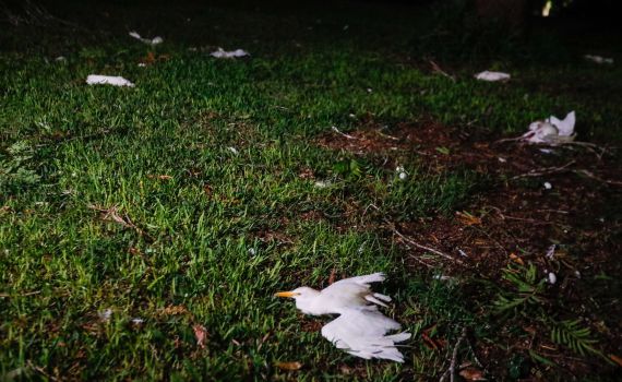 הפגיעה ליד המפעל בשער הנגב: אנפות רבות נהרגו