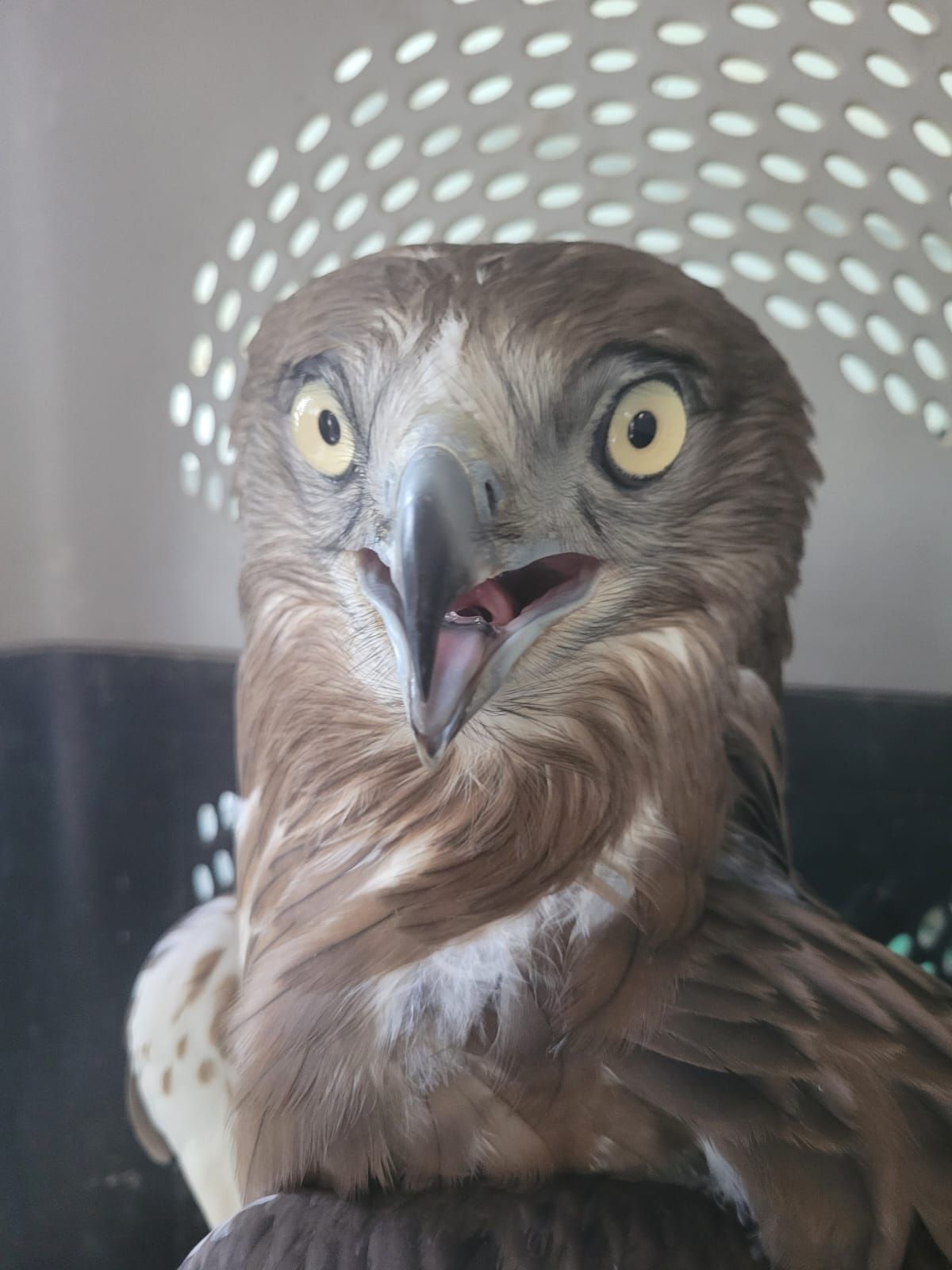 עוף דורס שהוחזק באופן לא חוקי חולץ על ידי רשות הטבע והגנים