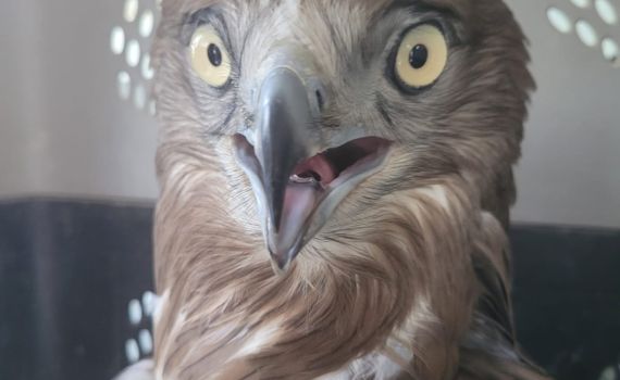 עוף דורס שהוחזק באופן לא חוקי חולץ על ידי רשות הטבע והגנים