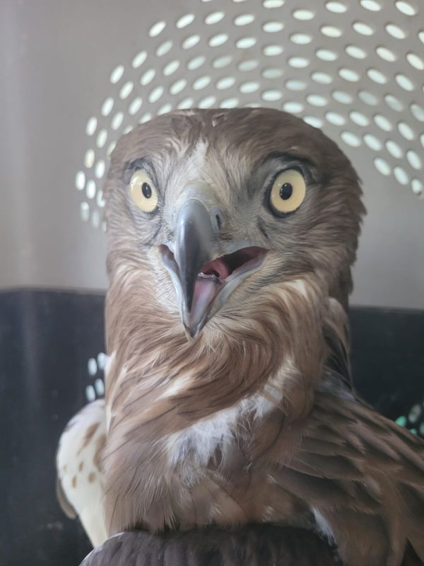 עוף דורס שהוחזק באופן לא חוקי חולץ על ידי רשות הטבע והגנים