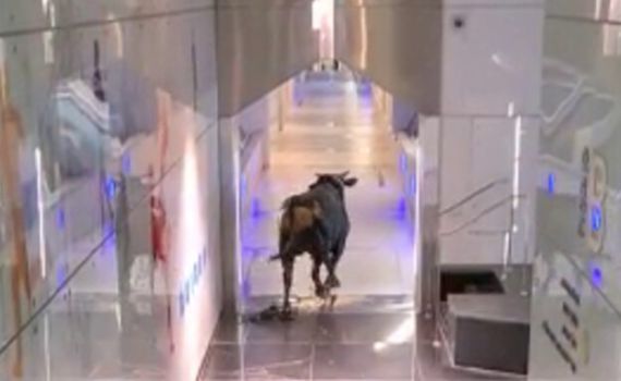 תיעוד חריג: שור זועם התפרע בתוך בנק בלוד • צפו