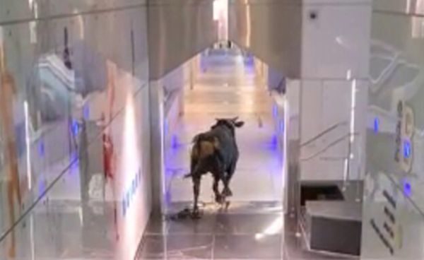 תיעוד חריג: שור זועם התפרע בתוך בנק בלוד • צפו