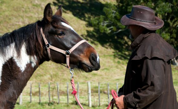ניקולס אוונס, מחבר "הלוחש לסוסים" הלך לעולמו