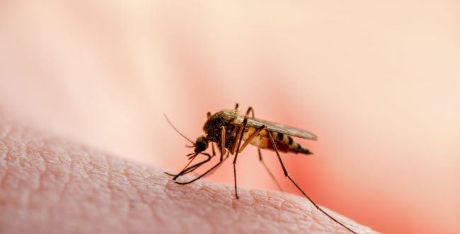 לראשונה השנה: יתושים עם קדחת מערב הנילוס בארץ