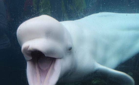 סוף עצוב ללווייתן שניצל בנהר בצרפת