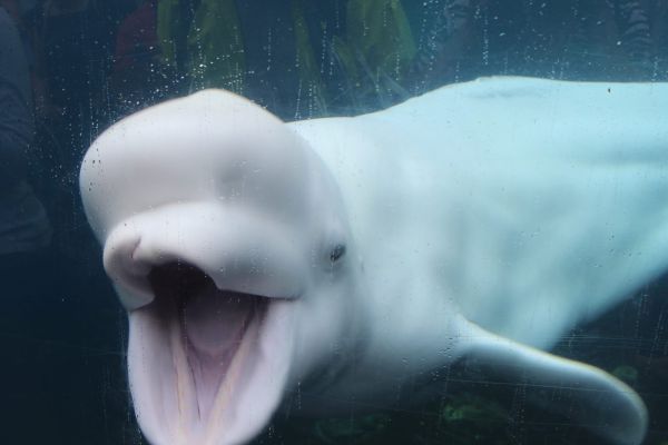 סוף עצוב ללווייתן שניצל בנהר בצרפת