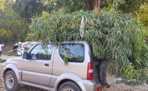 אל תתאמצו: קק"ל מחלקת לציבור סכך בחינם