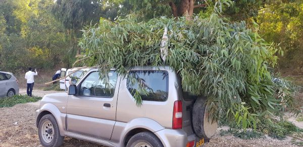 אל תתאמצו: קק"ל מחלקת לציבור סכך בחינם