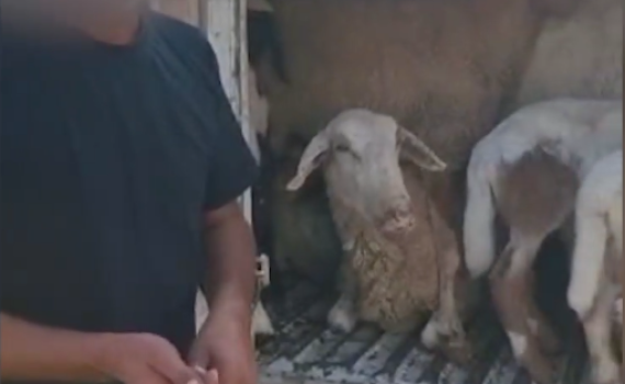 11 כבשים נתפסו בתא מטען של רכב פרטי | צפו