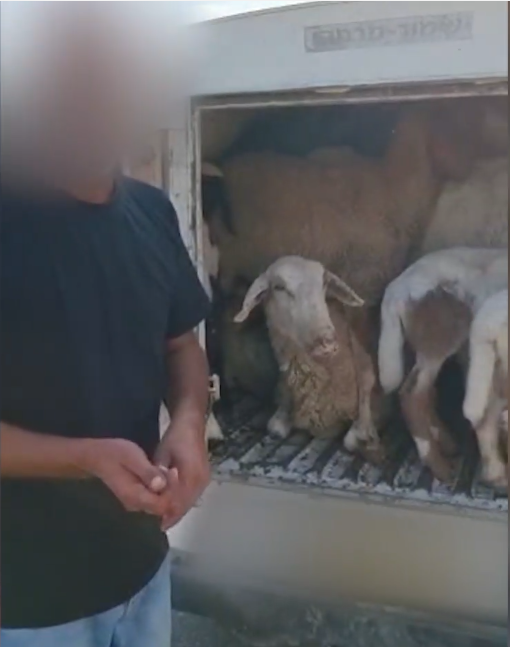 11 כבשים נתפסו בתא מטען של רכב פרטי | צפו