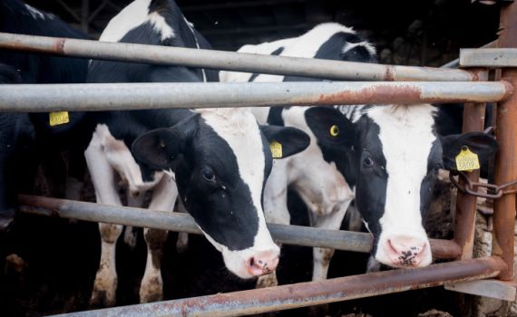 אדם נפצע קשה מבעיטת עגל