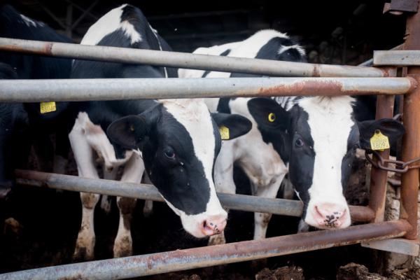 אדם נפצע קשה מבעיטת עגל