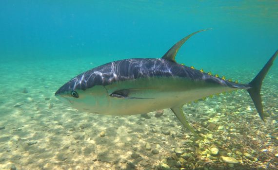 "זו תופעה לא רגילה": טונה זהובה נצפתה במפרץ אילת