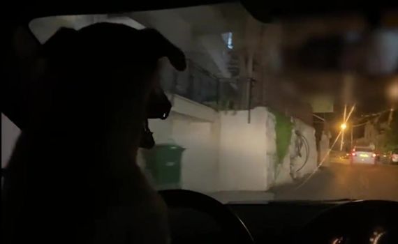 תיעוד: נתן לכלבו לנהוג במקומו – ונעצר