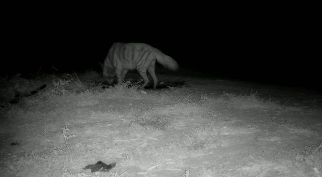 תיעוד מיוחד: חיות בר שותות מבריכת מים בשפלה