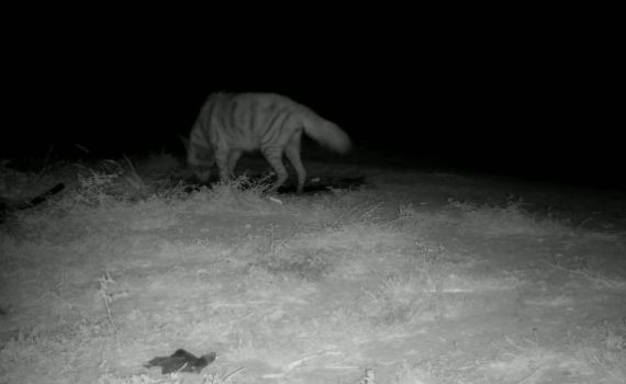 תיעוד מיוחד: חיות בר שותות מבריכת מים בשפלה