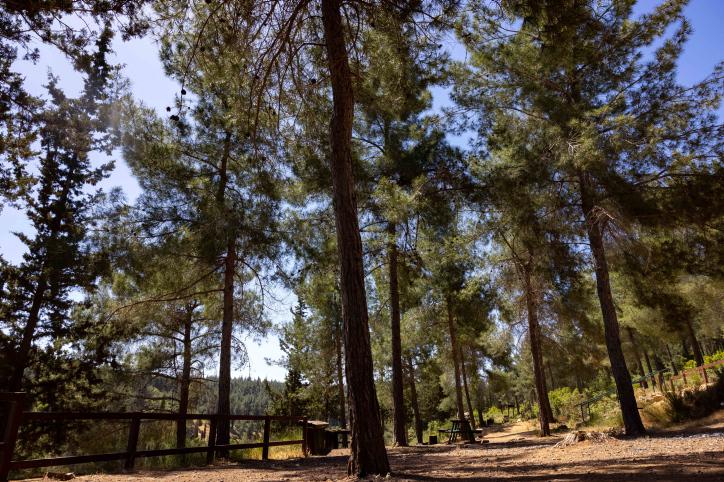 רק 2 ממארגני מסיבת הטבע בה נהרגה טוהר דוד הורשעו