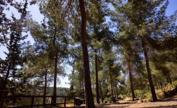 רק 2 ממארגני מסיבת הטבע בה נהרגה טוהר דוד הורשעו