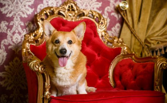 עוברים טירה: הבית החדש של כלבי המלכה