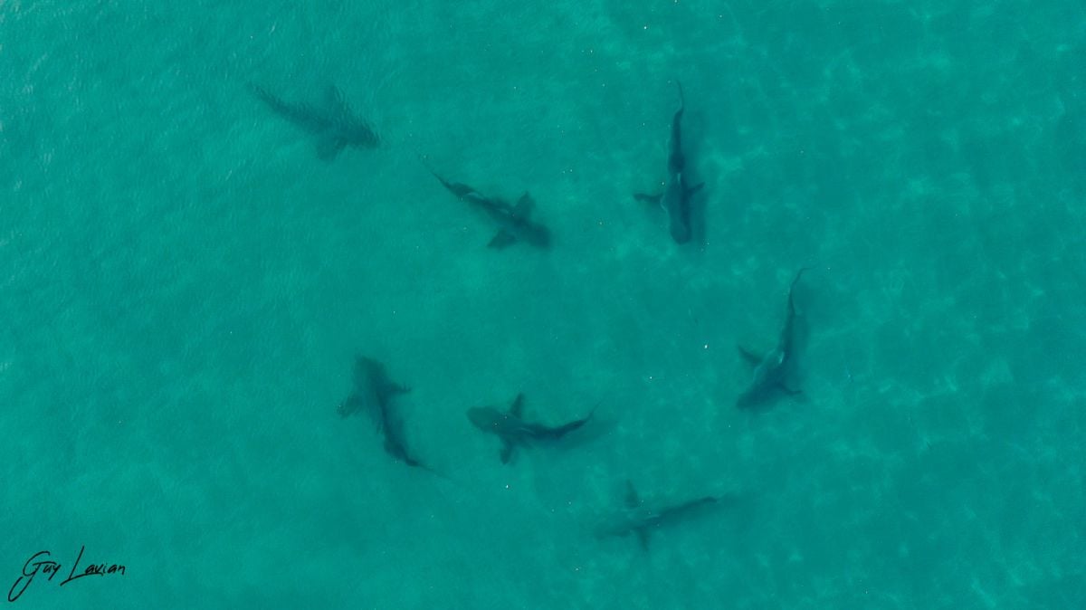 תופעת הכרישים: אזהרה חמורה לציבור – "אינו צפוי או נשלט"