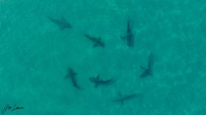 תופעת הכרישים: אזהרה חמורה לציבור - "אינו צפוי או נשלט"