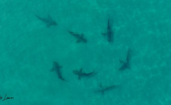 סכנת חיים: כרישים שוחים בחוף חדרה. צפו