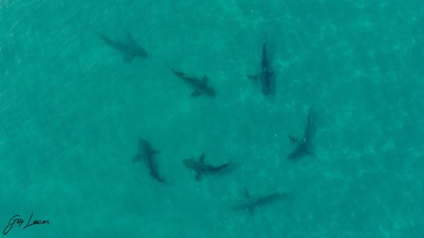 סכנת חיים: כרישים שוחים בחוף חדרה. צפו