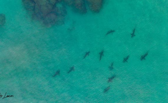 בגלל כריש בחוף: זאת העיר שהורתה על סגירת החופים