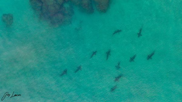 בגלל כריש בחוף: זאת העיר שהורתה על סגירת החופים