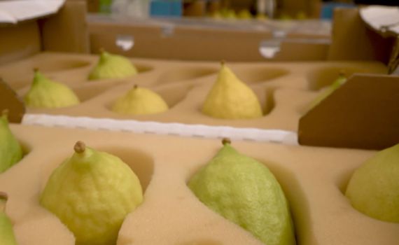 יצאנו לבדוק: איך נראה שוק ארבעת המינים בירושלים