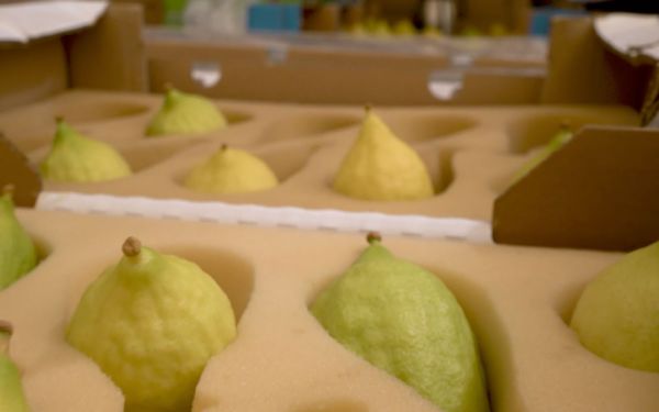 יצאנו לבדוק: איך נראה שוק ארבעת המינים בירושלים