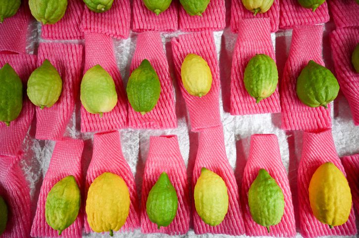 שו"ת מקיף | ארבעת המינים בשנת שמיטה