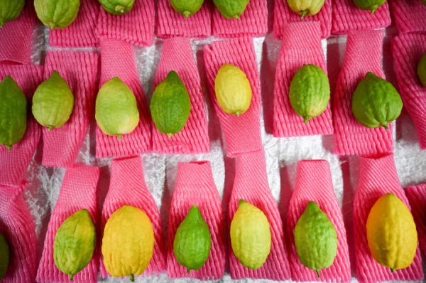 שו"ת מקיף | ארבעת המינים בשנת שמיטה