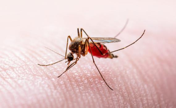 משרד הבריאות: יתושים נגועים בקדחת התגלו במרכז