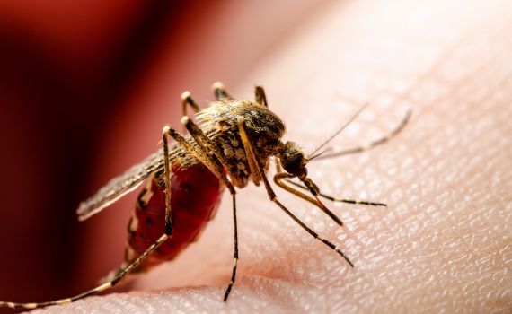 ריקול לתכשיר דוחה יתושים: "חשש לבטיחות השימוש"